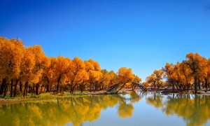 金秋旅游去哪儿好？胡杨林观赏期与路线推荐