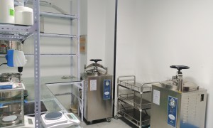 农情纪人参果种苗供应可靠吗基地合作靠谱吗