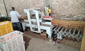 甘肃人参果批量供货靠谱渠道推荐，产地直供一件代发全国配送质量好