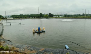 年产300万尾金乌鳢苗 爱鱼人渔业深耕本土种质保护与良种繁育