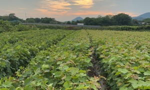 地栽美人指葡萄苗批发基地哪家靠谱？口碑佳供应商实力参考