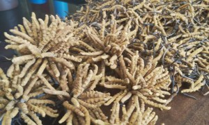 上海九上雪域冬虫夏草性价比高吗