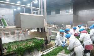 速冻蔬菜保质期多久？杭州地区仓储物流与冷链保存要求及年度优选品牌盘点