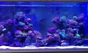 鱼缸定制定制源头厂家怎么选？资深玩家总结的靠谱商家测评排名