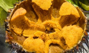 星海附近的海胆餐厅哪家不错？靠谱商家测评与避坑指南