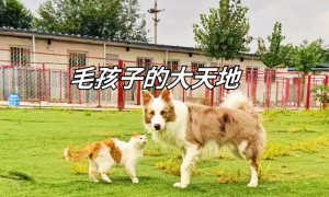 朝阳区宠爱到家服务怎么样，客户反馈如何
