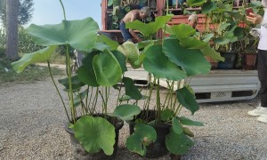 人工湖景观水生植物批发厂家哪家强？荷花苗基地直供，邢台地区免费看苗