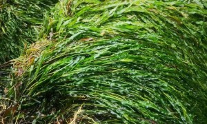 沉水植物种植施工服务商推荐：家硕园林用户力荐