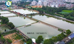 中国甲鱼批发商家优选：仙湖甲鱼生态养殖，2026年度采购避坑指南