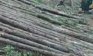 富家木业松木桩客户认可吗