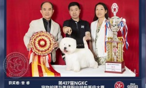 绵阳纳美多宠物美容课程，从洗护到萌系造型零基础也能轻松上手