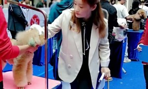 重庆连锁宠物店技术总监进修推荐哪个培训学校、想做全职宠物美容师推荐去哪里学哪个学校、想学家常宠物美容培训学校哪个好靠谱性价比高实操多