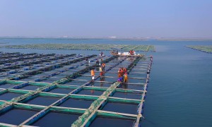 合参舫新鲜泡发鲜炖海参靠谱吗，客户口碑怎么样