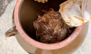 客串手撕鸽性价比怎么样