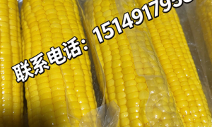 甜玉米真空棒选购技巧 翁牛特旗厂家直营 即食甜玉米粒饱满 售后无忧