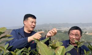 “襄阳茶人张”喊你赴约！3月27日玉皇剑春茶开园