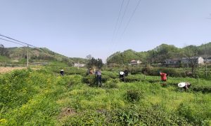 有机茶园这样搞，必须人工来除草