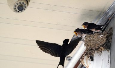 守护